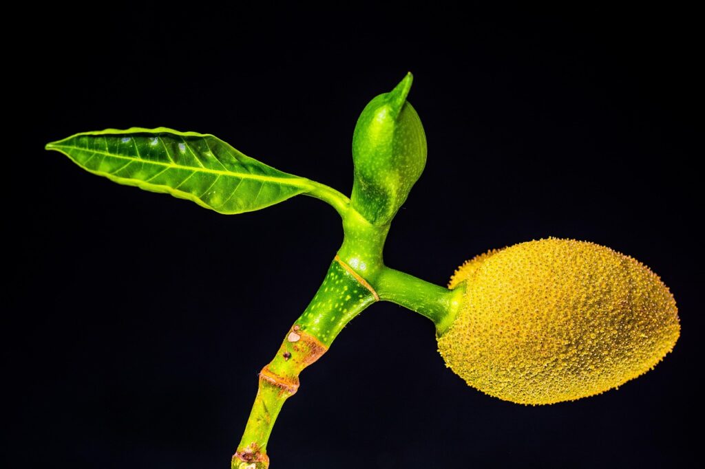 Jackfrucht Pflanze Jackfrucht – Gesund oder nur ein Trend Ein Überblick